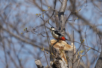 木に止まったアカゲラ
