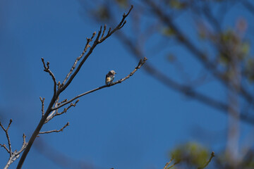 枝に止まっていたムクドリの仲間