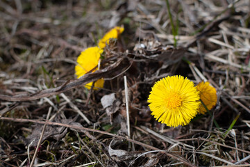 Tussilago farfara also known as coltsfoot. First flower of spring.