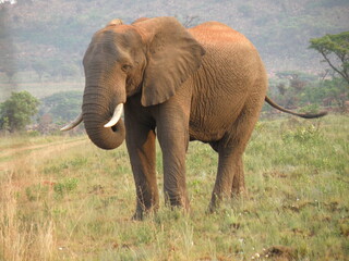 Fototapeta na wymiar Makveti lonely elephant