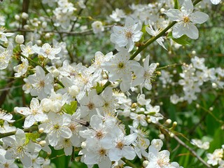 White cherry blossom flowering tree in spring garden.