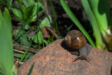 snail on a leaf