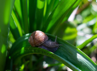 snail on a leaf