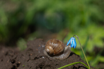 snail on a green leaf