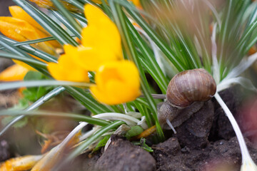 spring crocus flowers