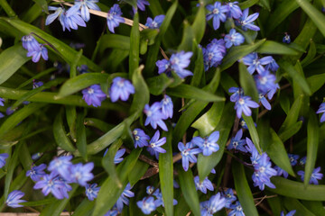 flowers in the garden
