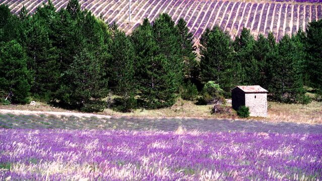 Provence landscape with blooming lavender fields. Sault region, Vaucluse nature, Plateau d'Albion in France.