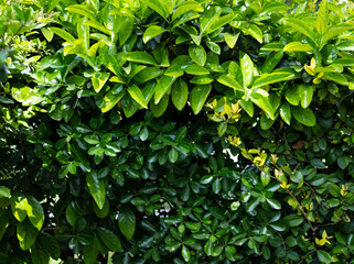 Fototapeta na wymiar green and lush bougainvillea leaf background