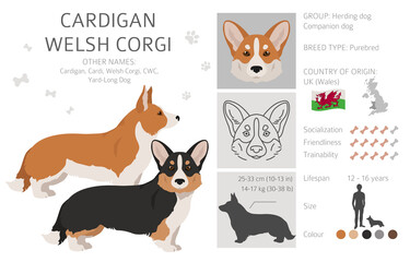 Welsh corgi cardigan clipart. Different poses, coat colors set