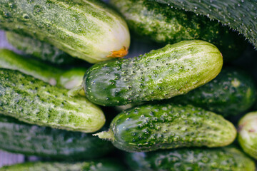 Flat lay closeup top view fresh raw green eco friendly cucumbers harvested from farm plantation greenhouses.
