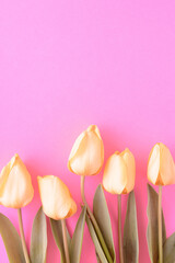Yellow tulips flowers on a neon pink background. Minimal floral concept with copy space.