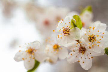 Wiosenne kwiaty w makro fotografii