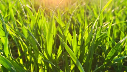 green grass background