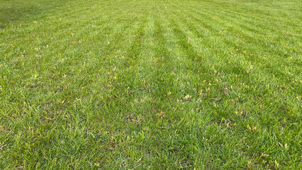 Stripes from freshly mowed lawn - 500874383