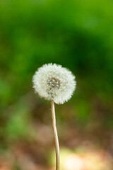 White dandelion flower stem, round ball of flying seeds, Close up shot, shallow depth of field, no people