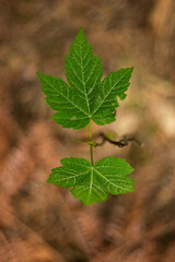 Fresh green leaves in the forest. Close up shot, shallow depth of field, no people