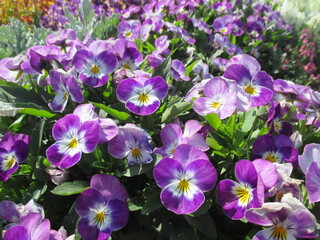 春の花壇に咲き乱れる、紫色が鮮やかな美しいビオラ（パンジー）