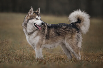Alaskan malamute in autumn meadow