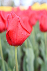 Naklejka premium Rows of Tulips Blooming in a Park