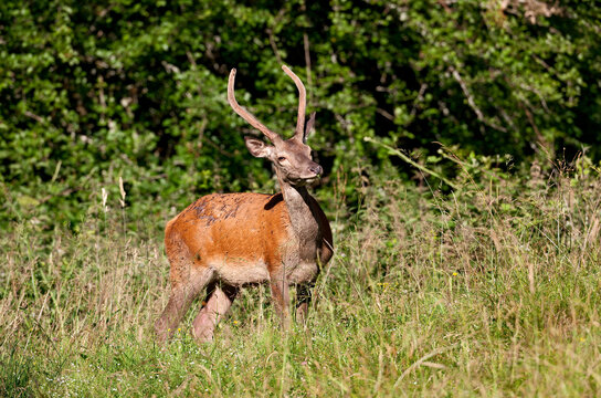 Cerf &eacute;laphe, jeune cerf daguet avec les bois en velours. (Cervus elaphus) Alpes. France