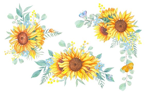 Bouquets of sunflowers and wild flowers. Watercolor illustration, isolated on white background