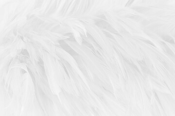 Obraz na płótnie Canvas Beautiful white grey bird feathers pattern texture background.
