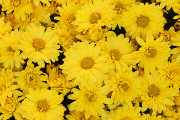 Beautiful dandelion background, yellow flowers is blooming in the garden.