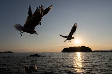 Fototapeta na wymiar 夕日の中を飛ぶカモメ