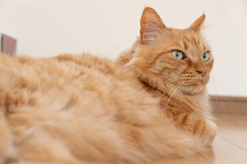 見つめる猫　茶トラ猫