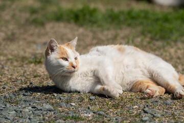 寝ころがる猫　茶白猫
