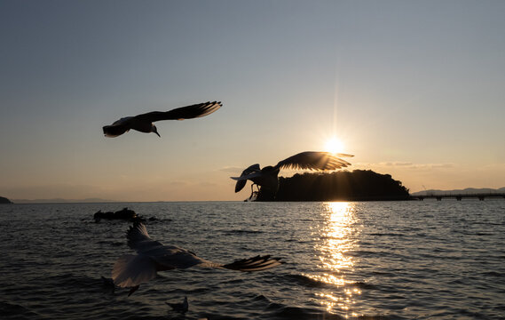 夕日の中を飛ぶカモメ