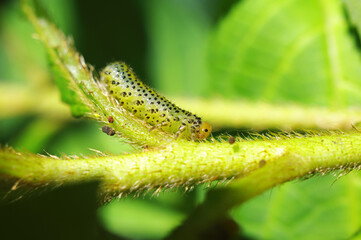ツツジの葉を食べるルリチュウレンジの幼虫