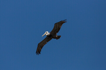 flying pelican at dark blue sky of Florida