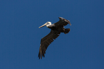 flying pelican at dark blue sky of Florida