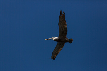 flying pelican at dark blue sky of Florida