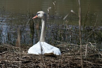 Ein br&uuml;tender Schwan