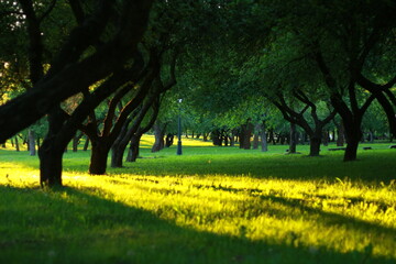 A garden with rays piercing through the crowns of trees