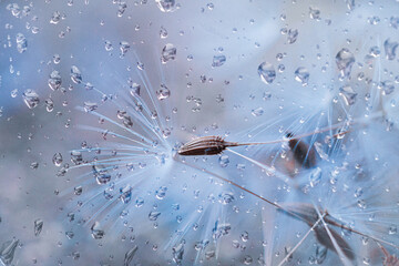 raindrops and white dandelion seed in rainy days in spring season