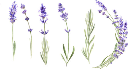 Obraz premium Lavender flowers, watercolor illustration, isolated white background