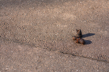 A pile of dark dog poop on sidewalk