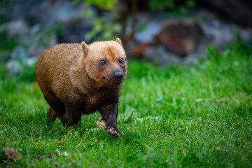 Brasilian bushdog in the nature looking habitat. Eyes to eyes with photographer. Endangered species. Amazing creatures.Speothos venaticus