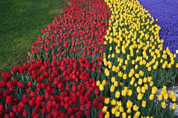  Super-cluster of rows of tulips of all hues and colors . These amazing spring blooms make for spectacular viewing, amongst the worlds greatest tulip collections. A true treat from nature.