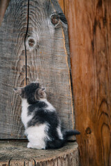 a white grey kitten is played on a dry wooden stump