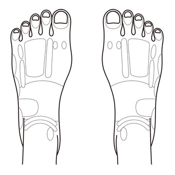 足の甲 Images Browse 333 Stock Photos Vectors And Video Adobe Stock 足の甲 Images Browse 333 Stock Photos Vectors And Video Adobe Stock