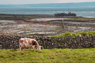 Brown and white cow grazing grass in a field. Plassey shipwreck in the background. Popular tourist...