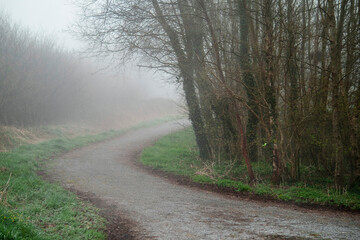 Small walking foot path in a forest park in a fog. Calm and mysterious mood. Beautiful nature scene.