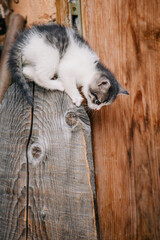 Obraz premium a white grey kitten is played on a dry wooden stump