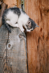 Obraz premium a white grey kitten is played on a dry wooden stump