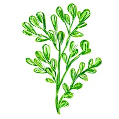 bunch of fresh herbs