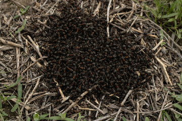 lot of ants climb each other in the center of the anthill close-up. a colony of red wood ants -...